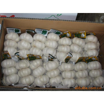 Exportar nuevo cultivo de ajo blanco puro chino